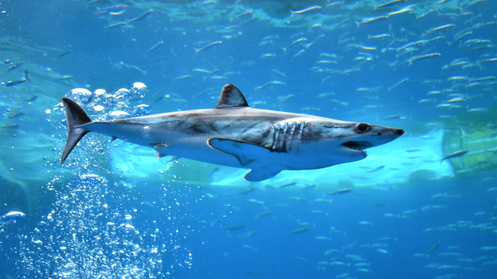 Shortfin mako shark (Isurus oxyrinchus) swimming near small fish in the aquarium