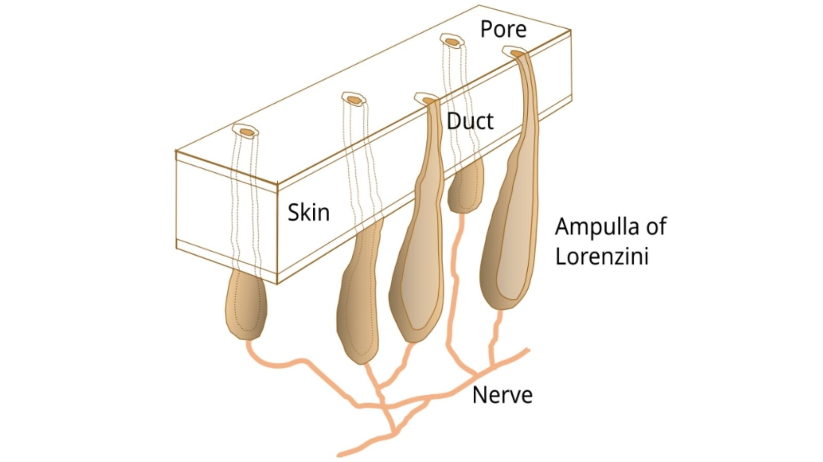 Ampullae of Lorenzini, specialized sensory organs in sharks
