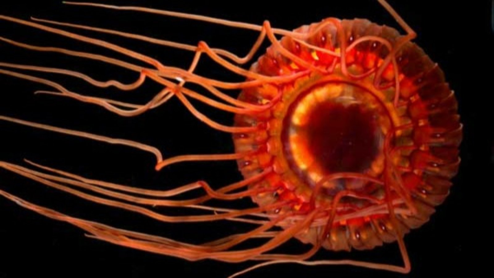Close-up image of a red jellyfish atolla wyvillei