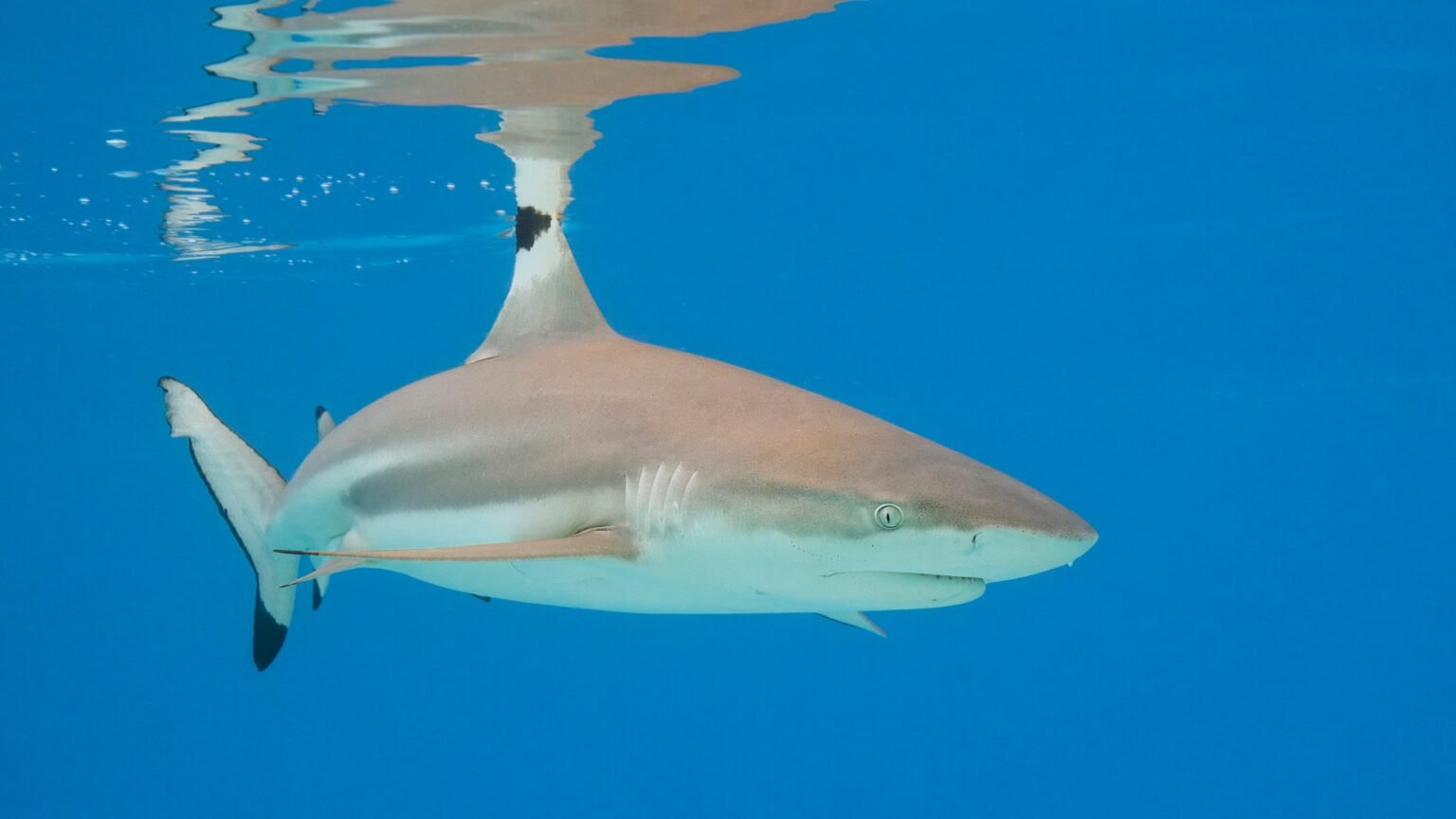 10 Most Dangerous Sharks in the Ocean Marine Chronicles