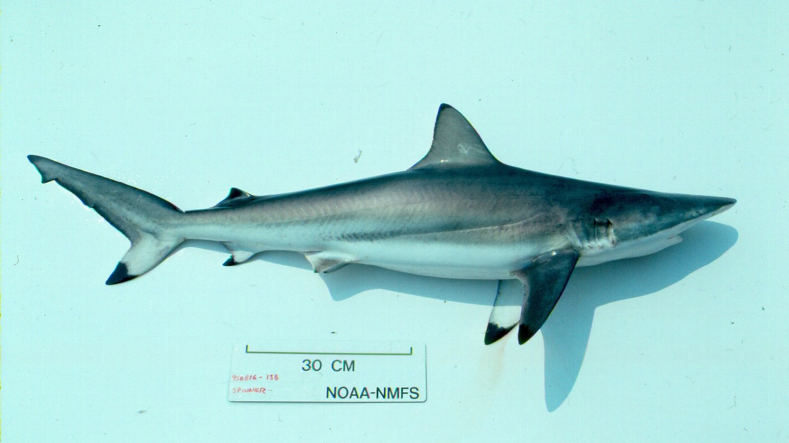 Specimen of a spinner shark