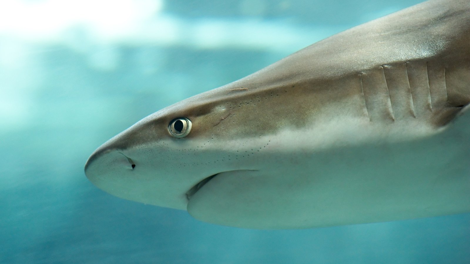 Close-up image of a juvenile blacktip reef shark's head