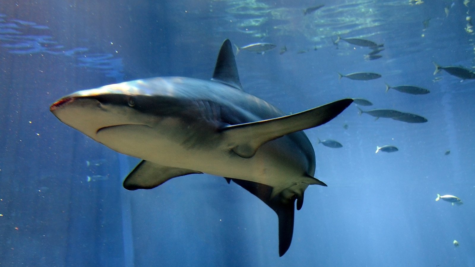 Dusky shark swimming near a school of small fish in clear blue water