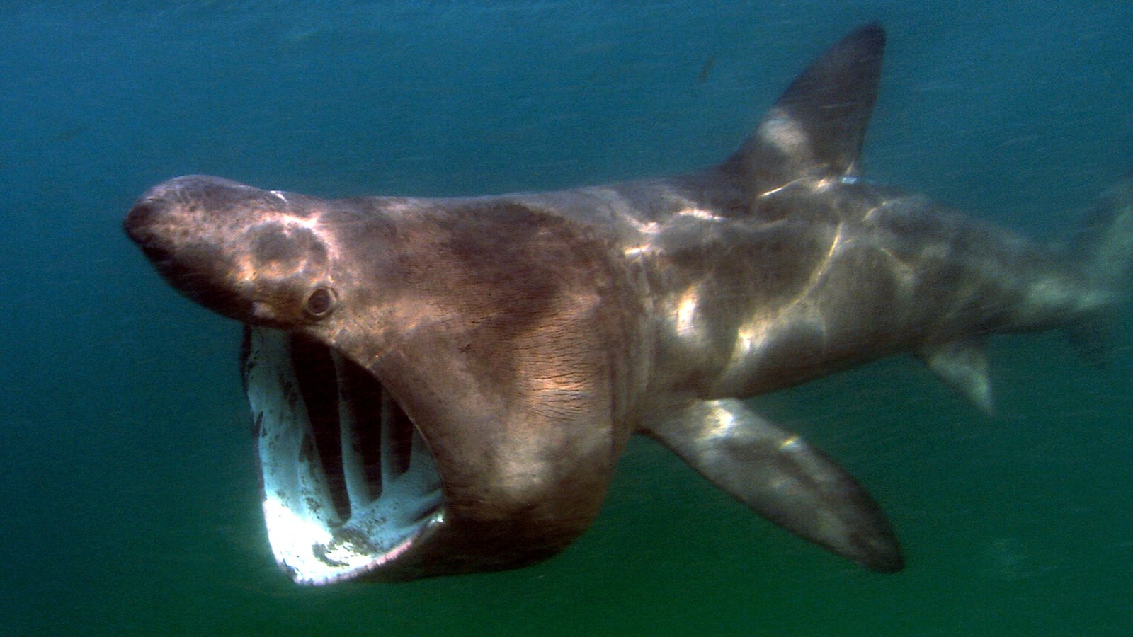 Basking shark swimming in the ocean with its mouth wide open