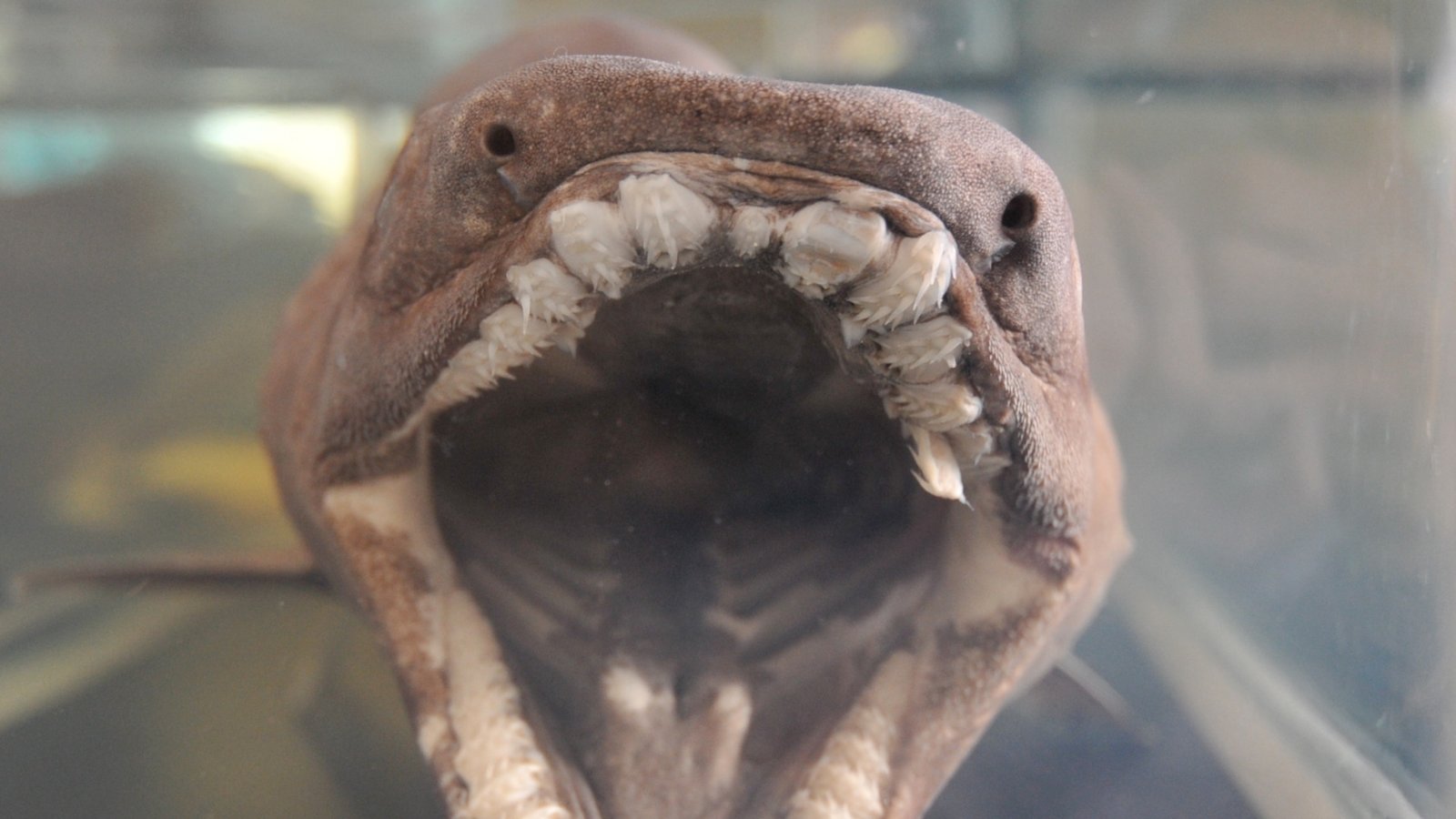 Close-up image of the mouth of a frilled shark (Chlamydoselachus anguineus)