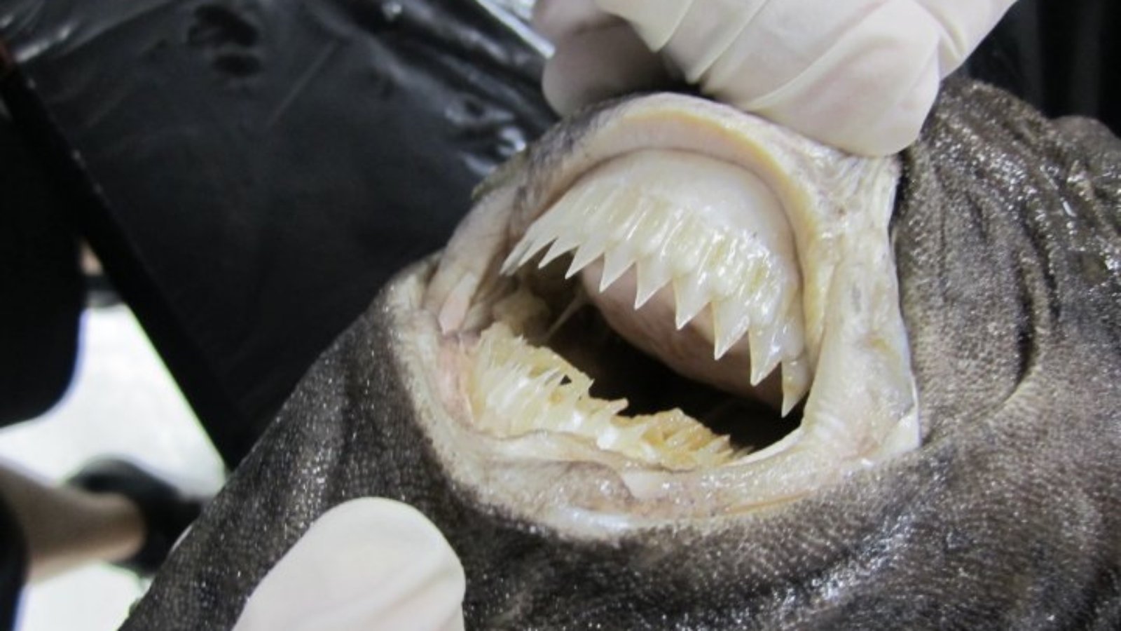 Close-up image of cookiecutter shark teeth