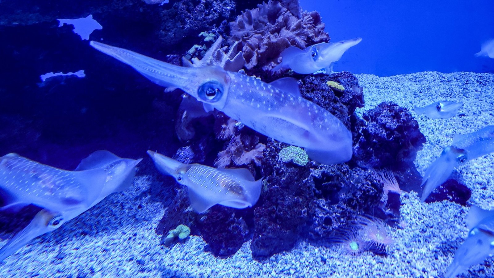 Firefly squid swimming near coral reefs over sandy seabed