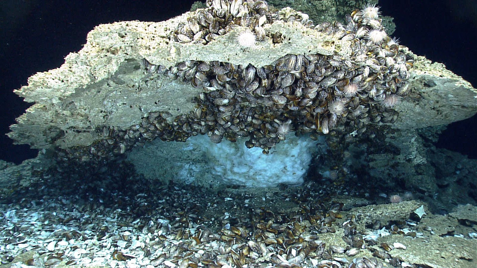 Methane hydrate under the carbonate rock encrusted with deep-sea chemosynthetic mussels and other organisms