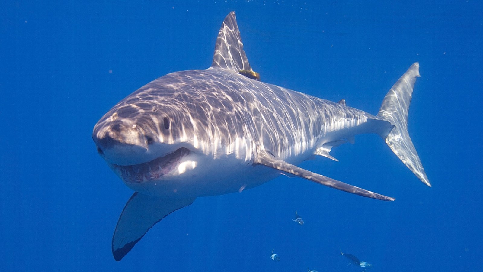 Great white shark (Carcharodon carcharias) swimming in clear blue water during daytime