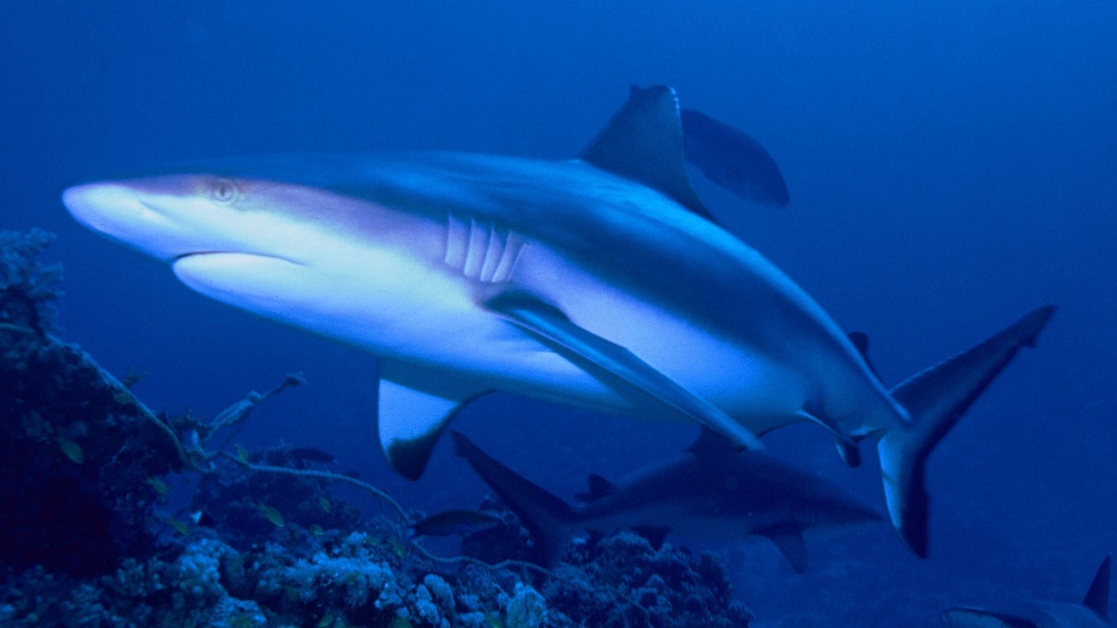 Grey reef shark (Carcharhinus amblyrhynchos) swimming over coral reefs