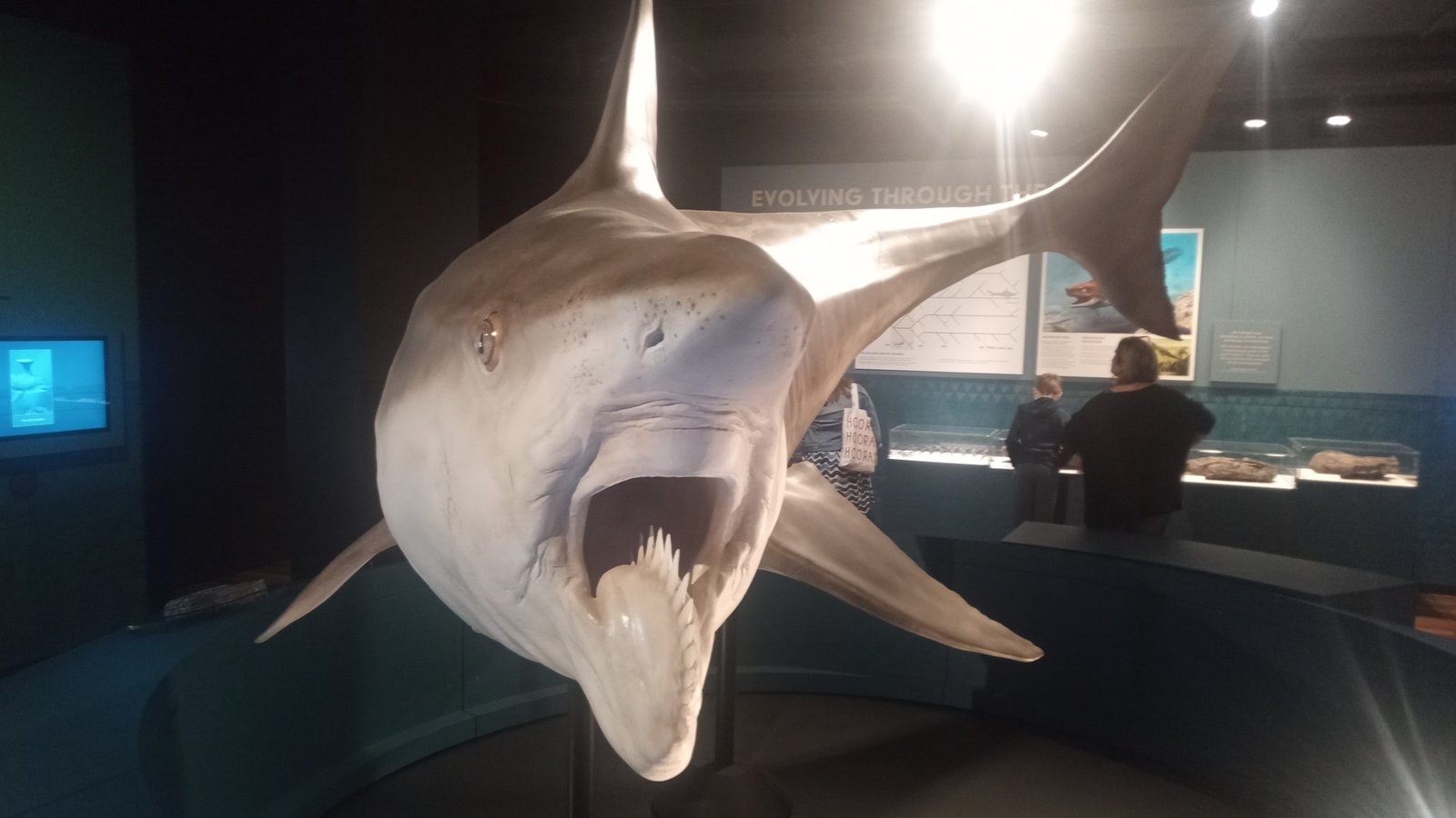 Model of Helicoprion shark sculpture Australian Museum
