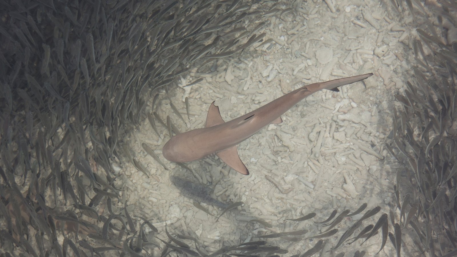 Juvenile shark swimming with a school of small fish in clear water