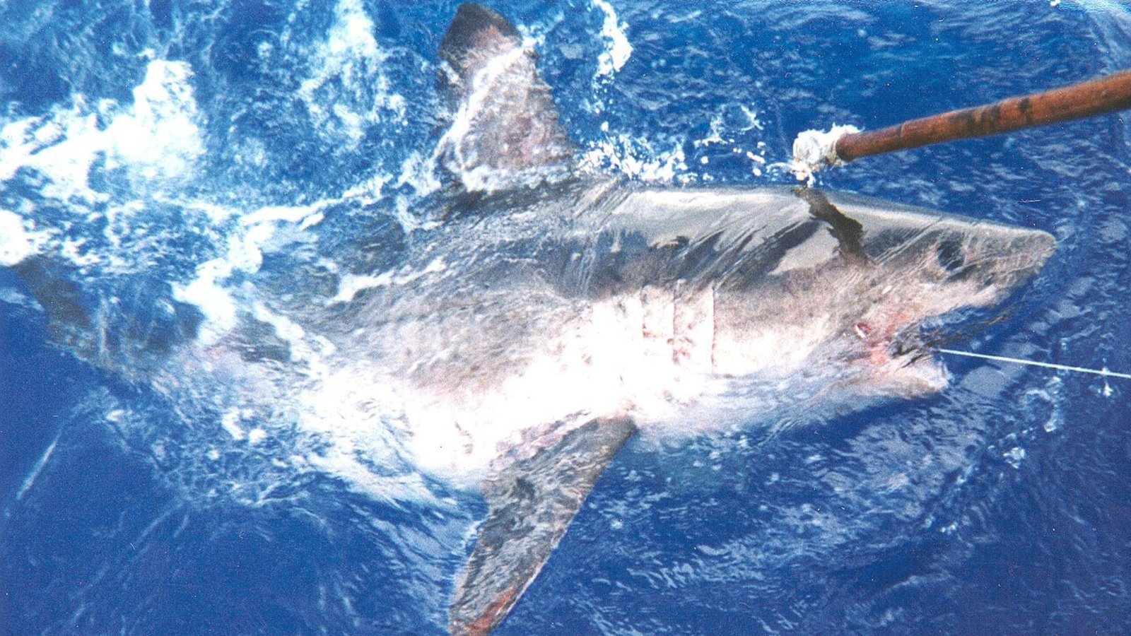 Salmon shark leaping out of the ocean