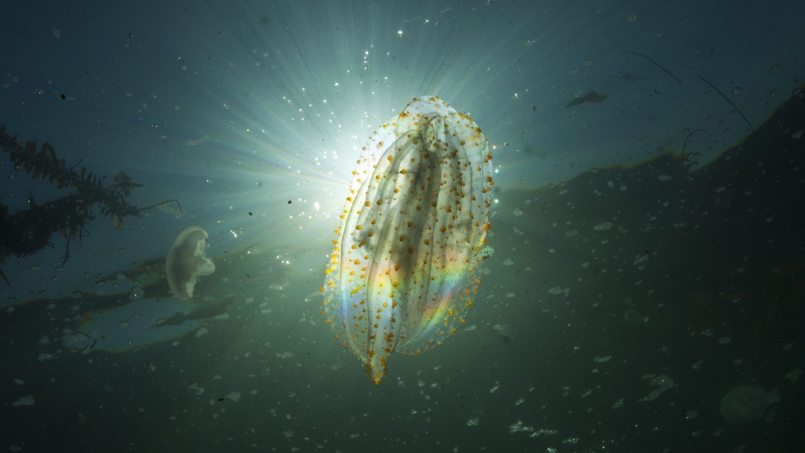 Underwater image of a comb jelly glowing in sunlight