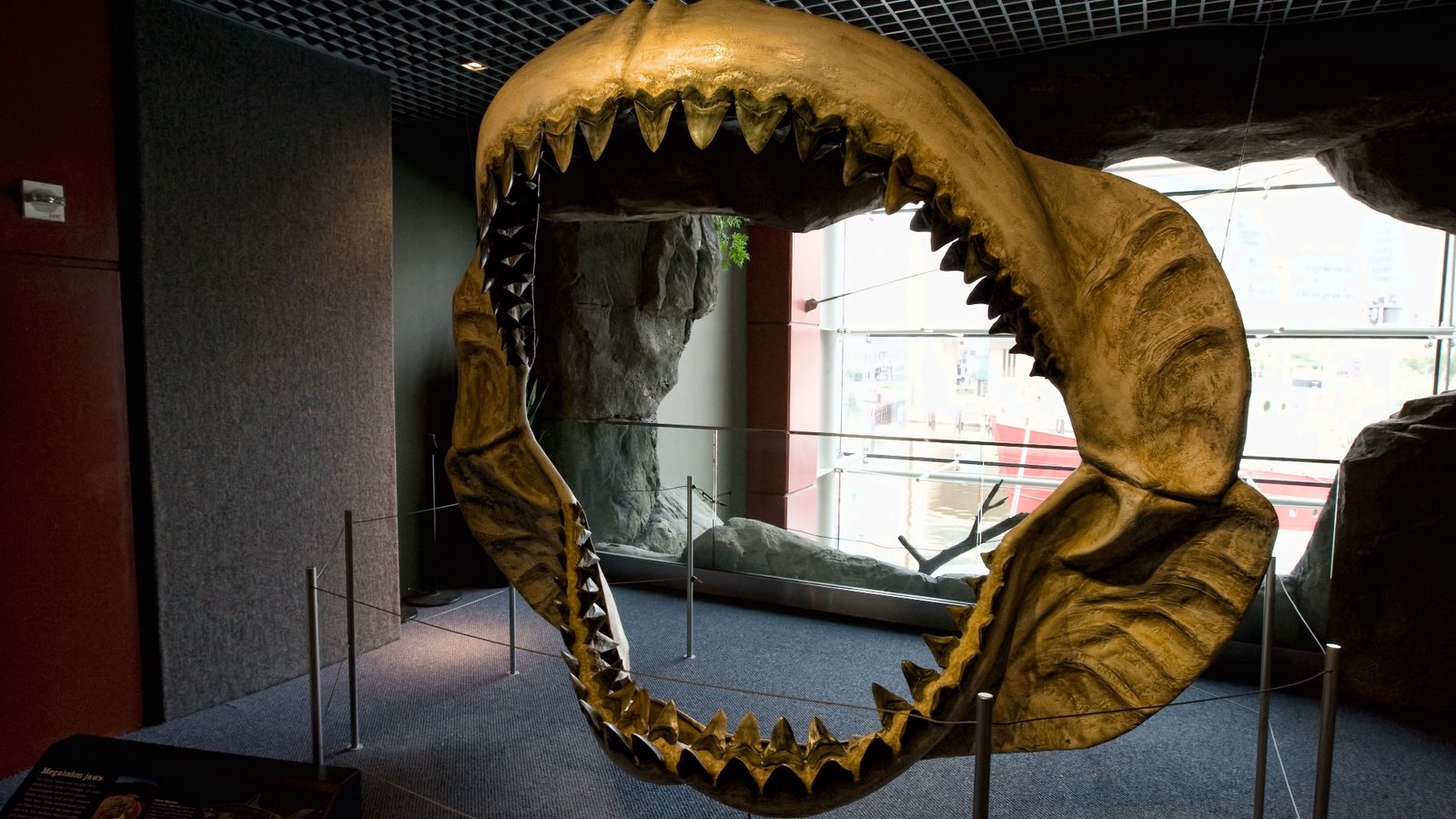 Megalodon shark jaws displayed at the National Baltimore Aquarium