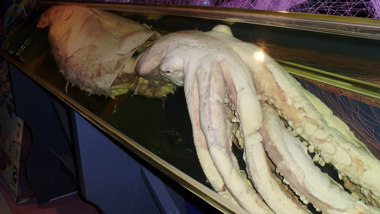 Giant squid preserved specimen