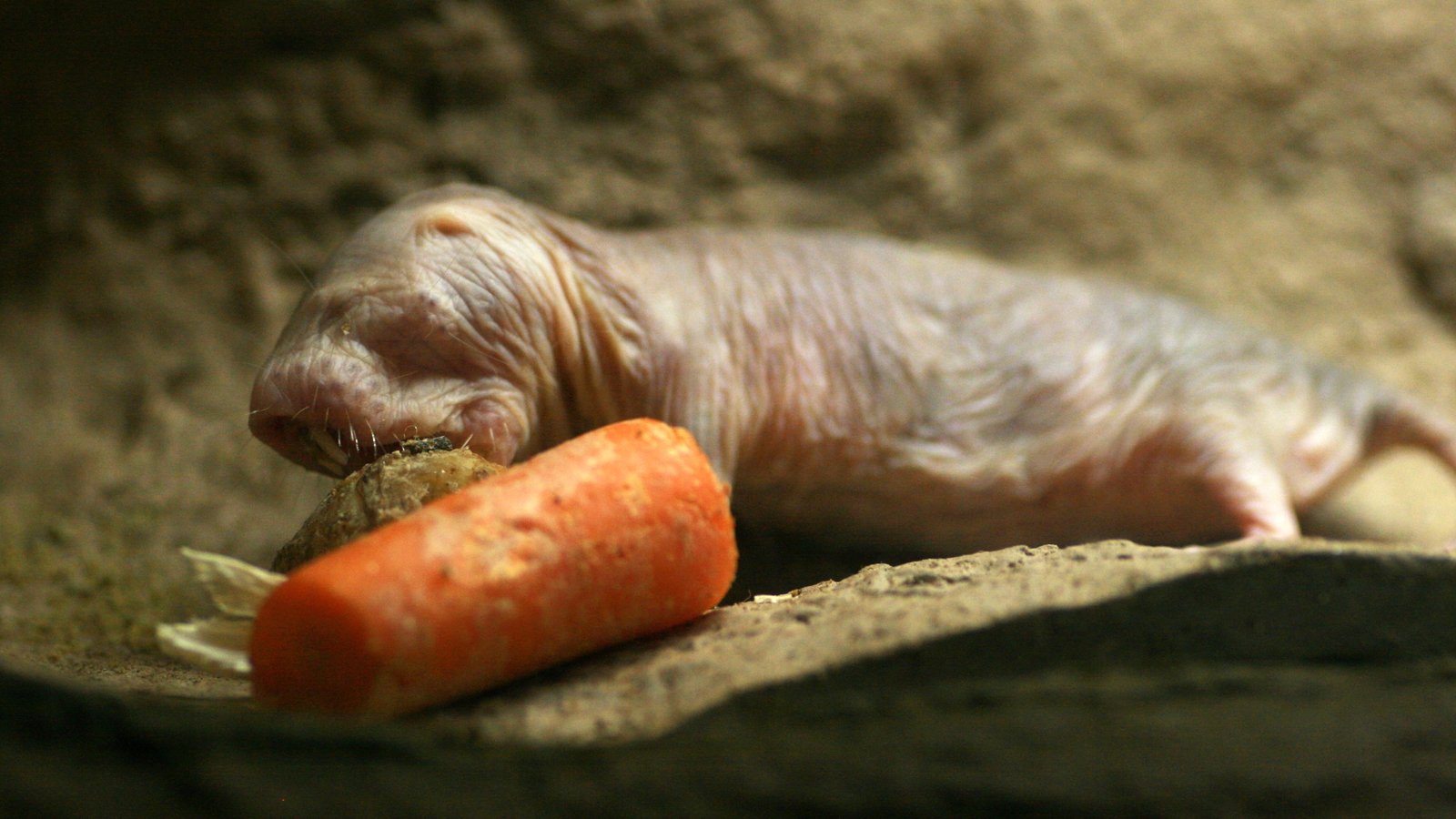 Tiny naked mole rat eating a carrot in a cave