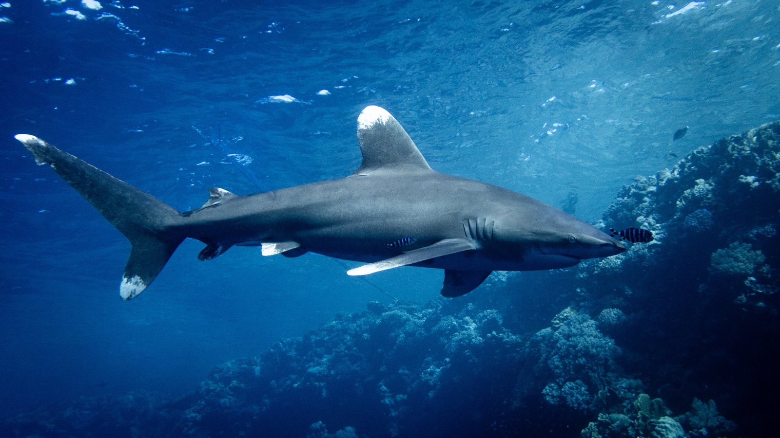 Oceanic whitetip shark (Carcharhinus longimanus) swimming over coral reefs