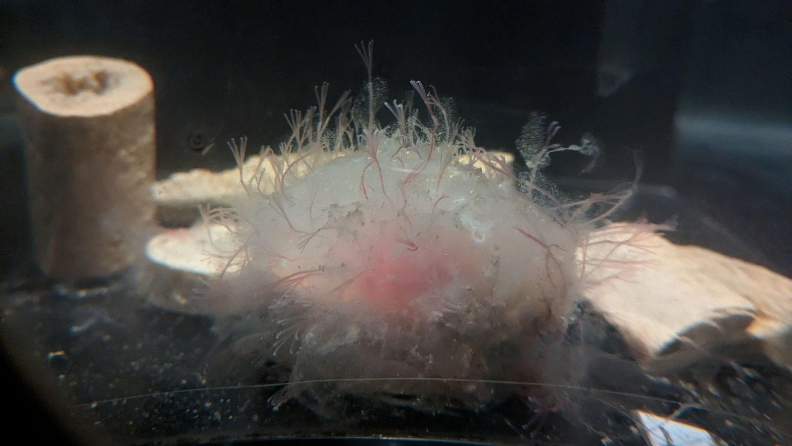 Osedax, also known as zombie worms in the aquarium