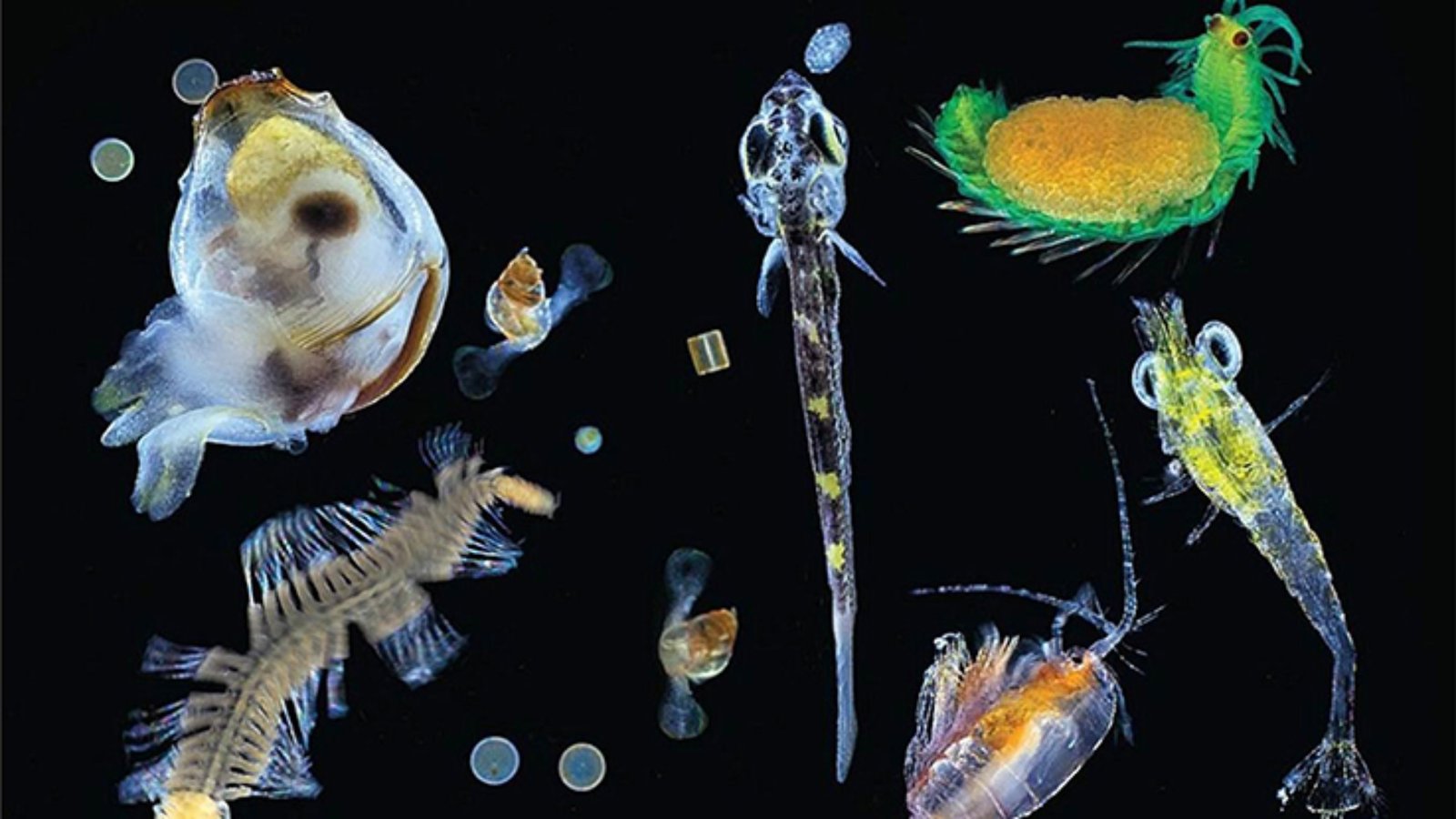Close-up image of different plankton species