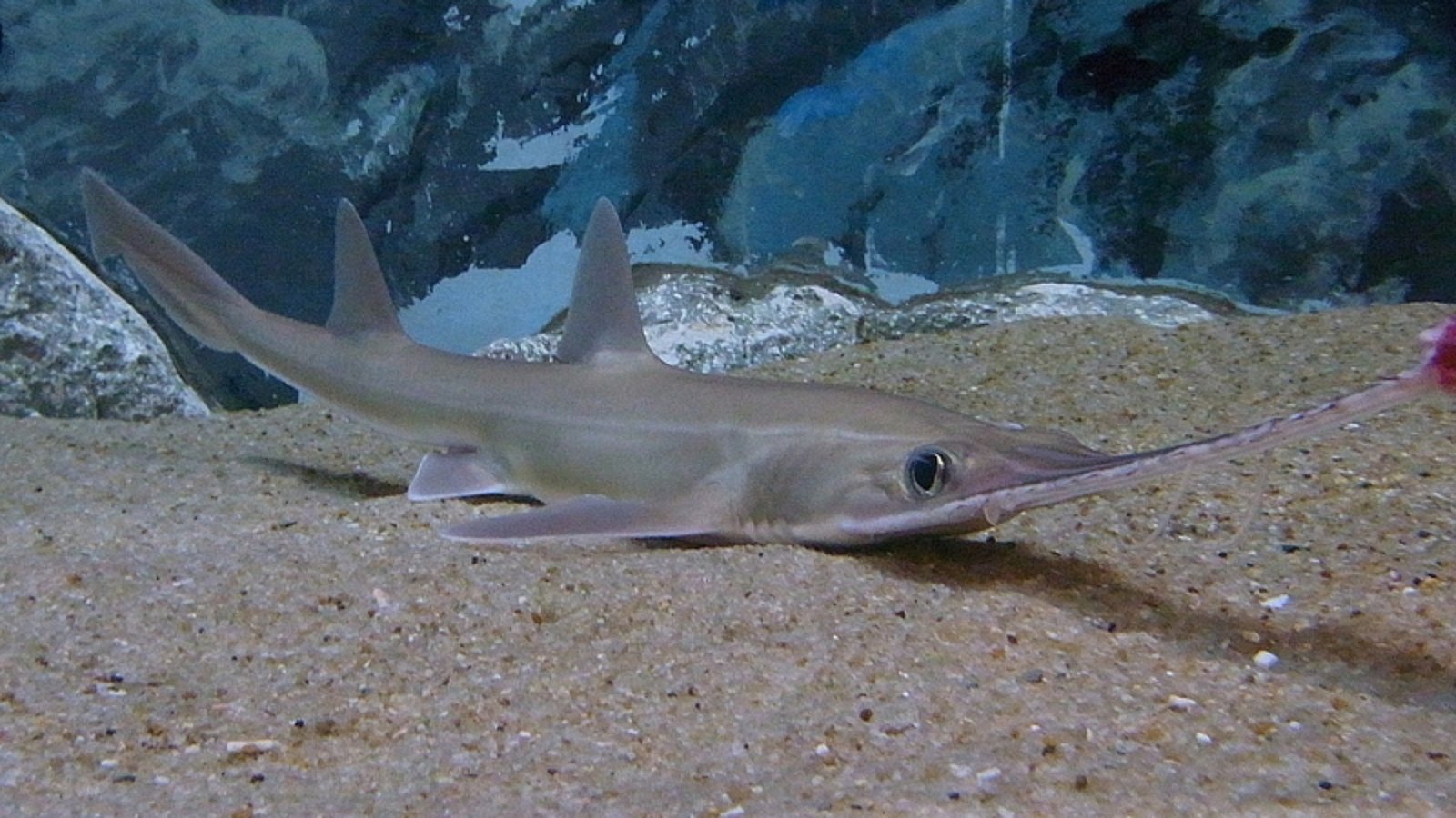 Japanese sawshark (Pristiophorus japonicus) swimming near sandy seabed