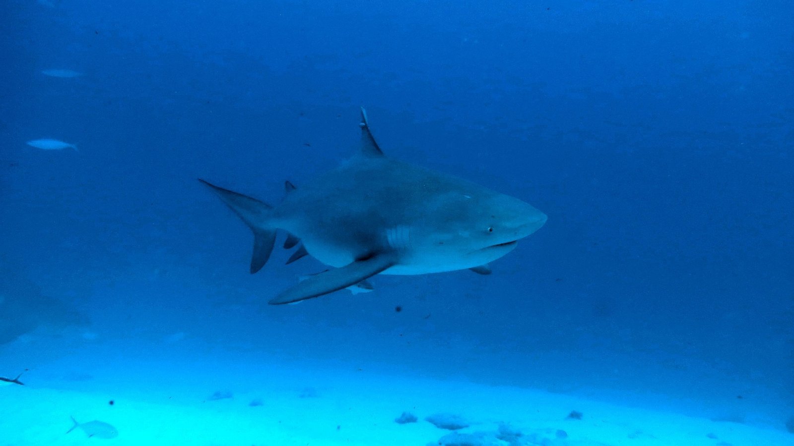 Bull shark (Carcharhinus leucas) swimming in dark blue ocean water