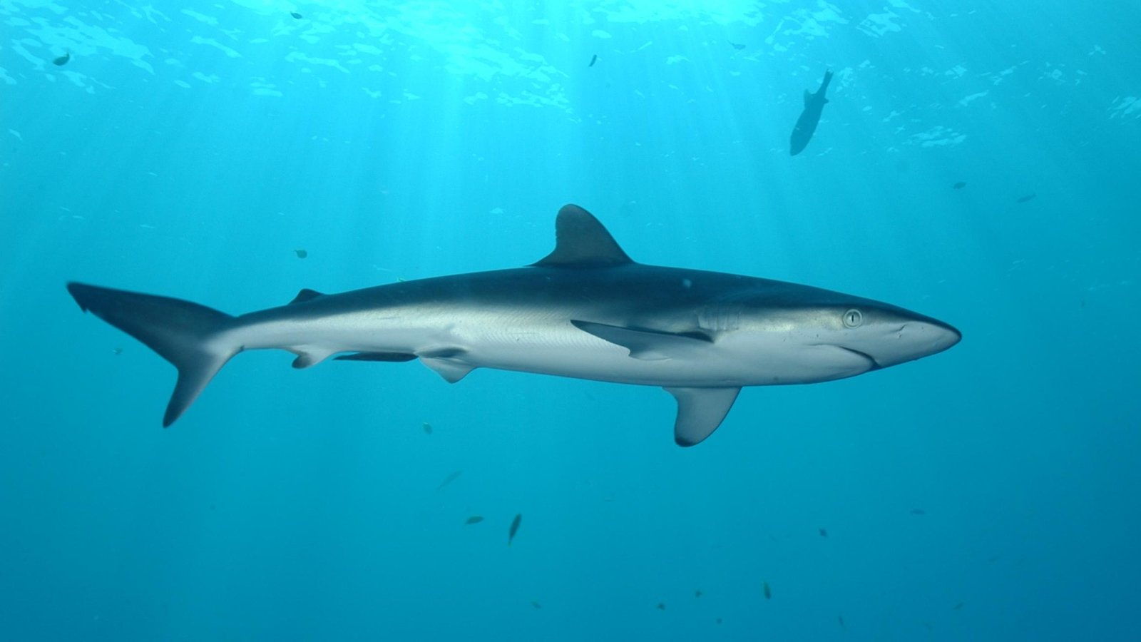 Silky shark (Carcharhinus falciformis) swimming in clear blue water during daytime