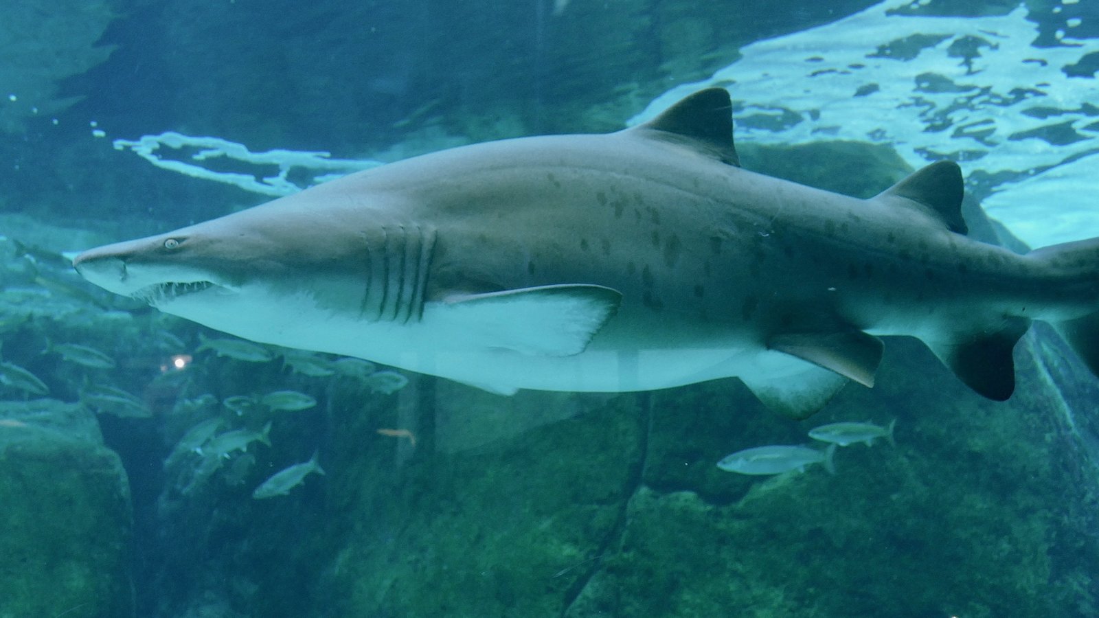 Sand tiger shark (Carcharias taurus) swimming in the aquarium near smaller fish