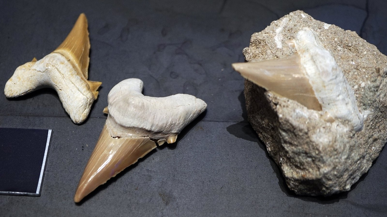 Fossilized shark teeth