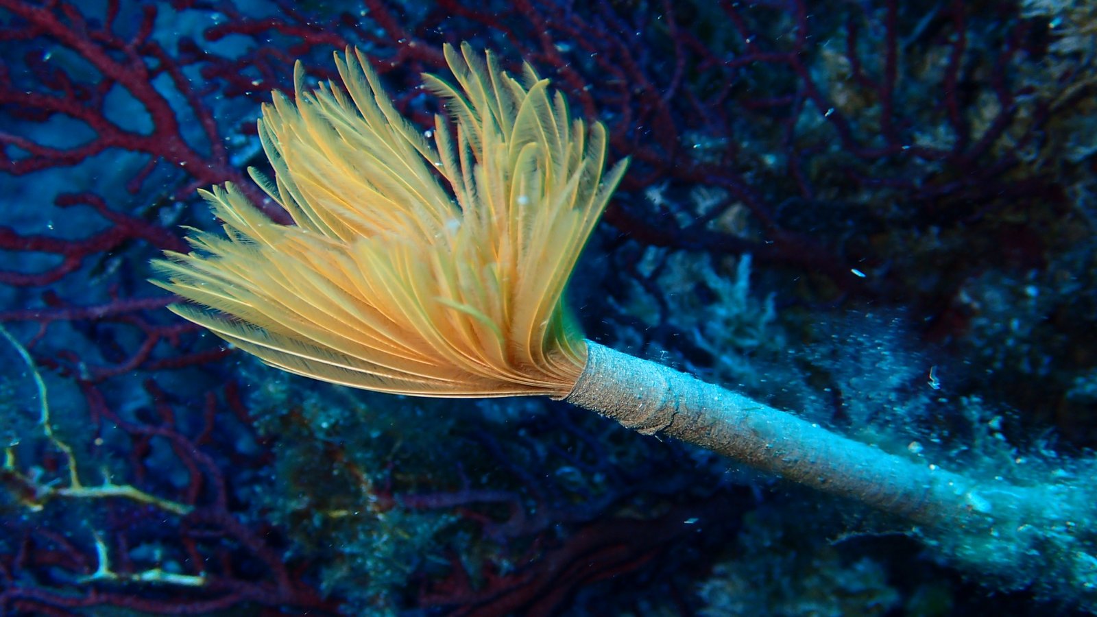 Spiral tube worm near a hydrothermal vent