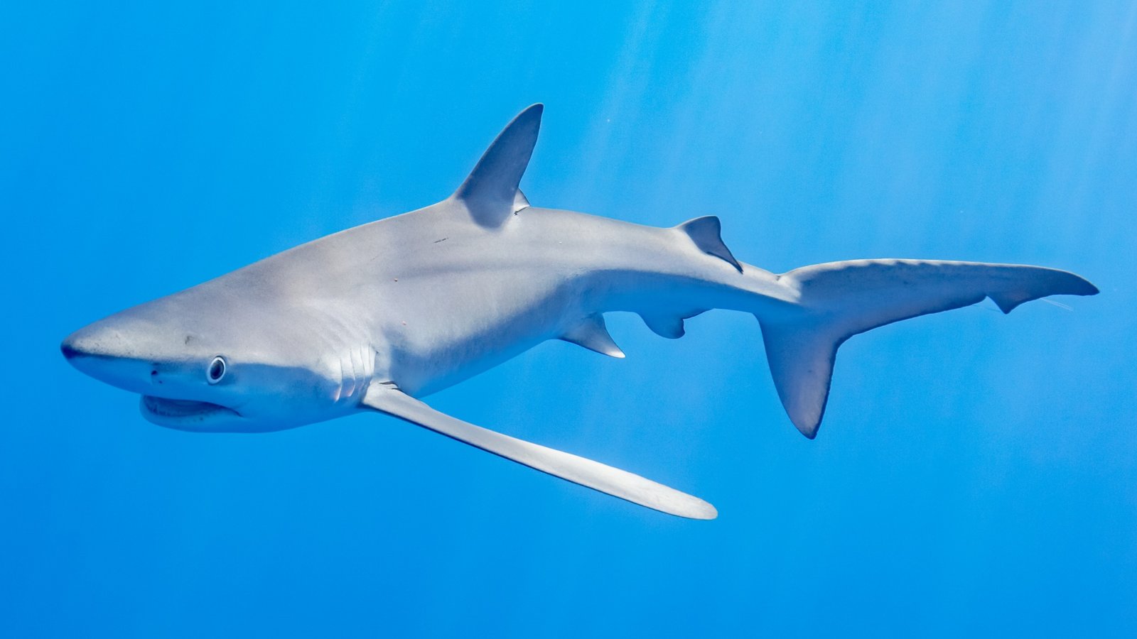 Blue shark (Prionace glauca) swimming in clear blue water during daytime