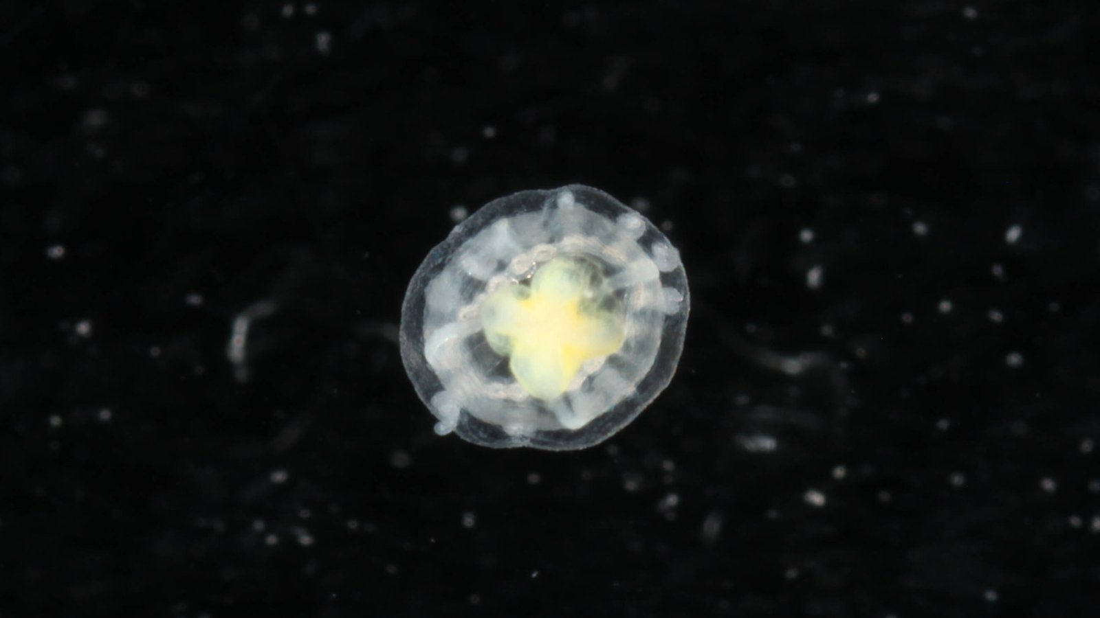 Close-up image of the immortal jellyfish (Turritopsis dohrnii) with dark background