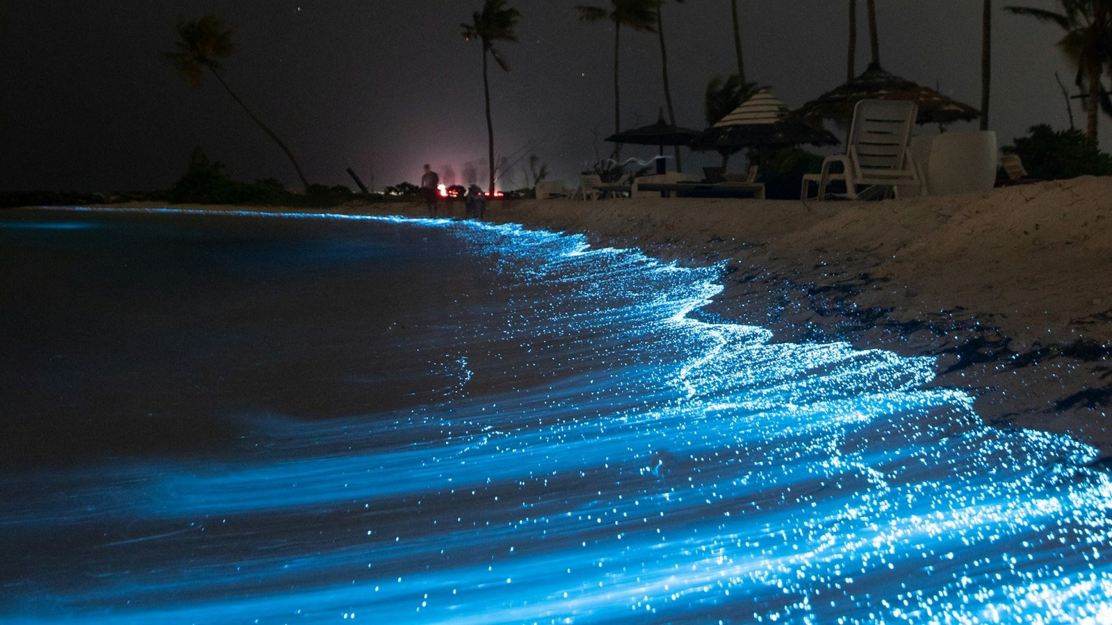 Magical view of the milky seas effect showing ocean bioluminescence
