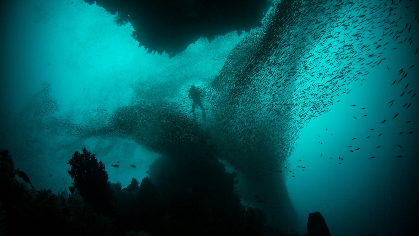 Underwater image of a scuba diver surrounded by a group of small fish