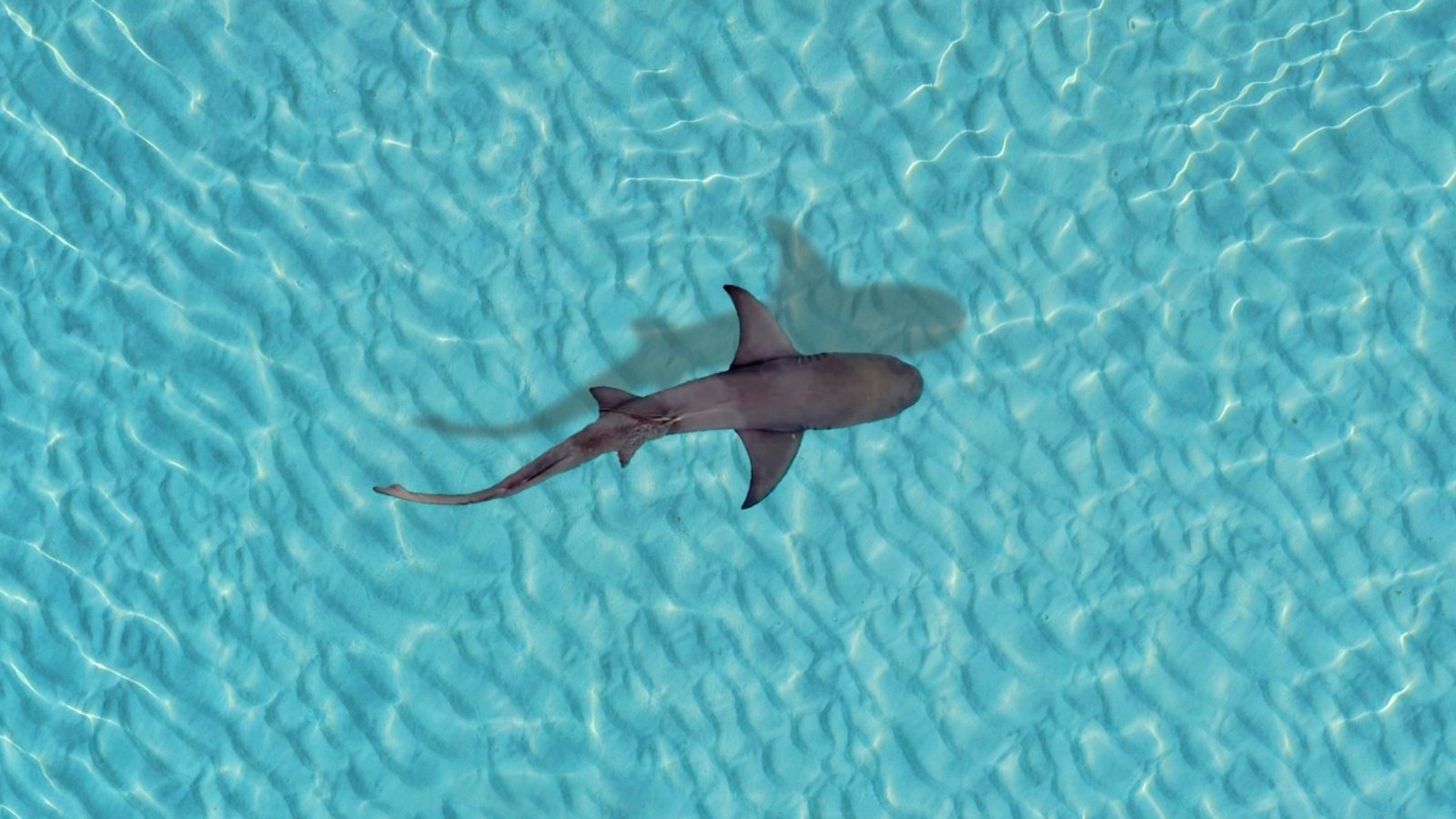 How Baby Sharks Survive: Birth, Behavior, and Hidden Dangers