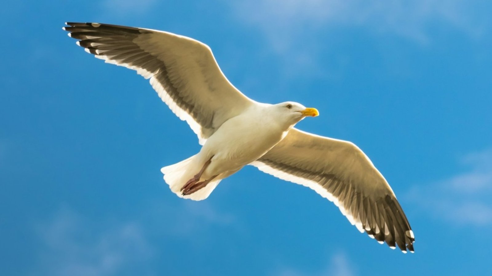 How Seabirds Navigate Thousands of Miles