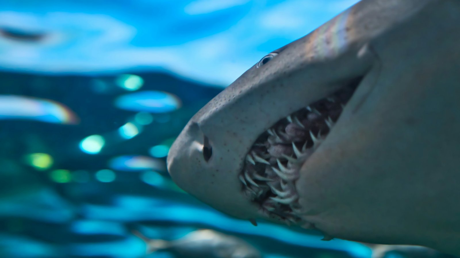 Shark teeth captured from below its head