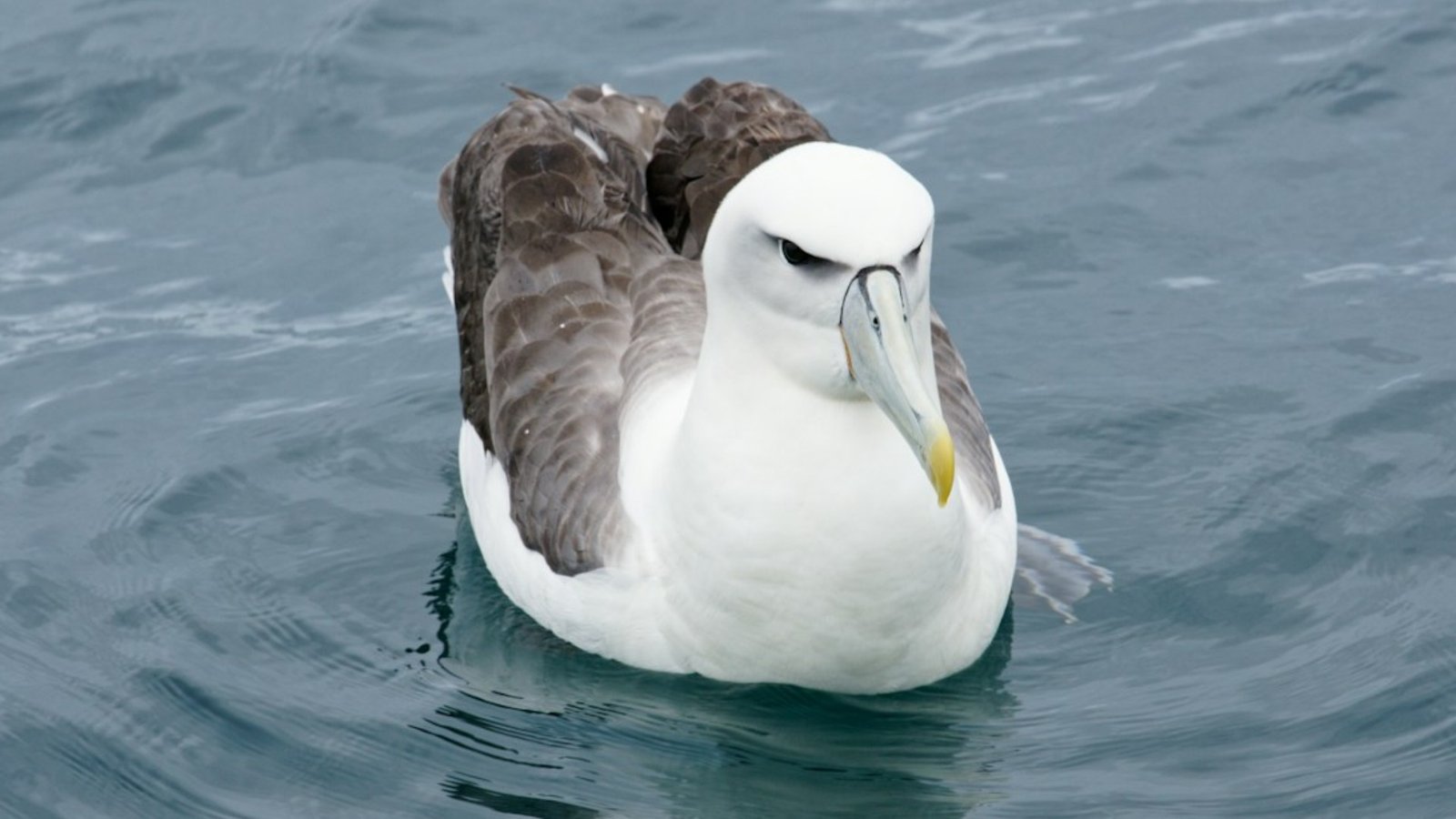 How Seabirds Use Smell to Find Food