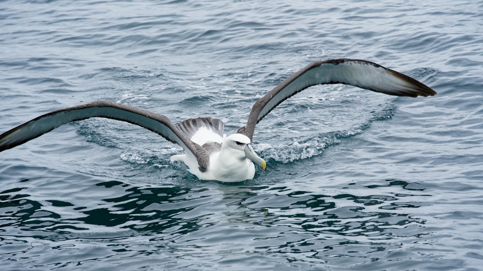 The Role of Seabirds in Marine Ecosystems