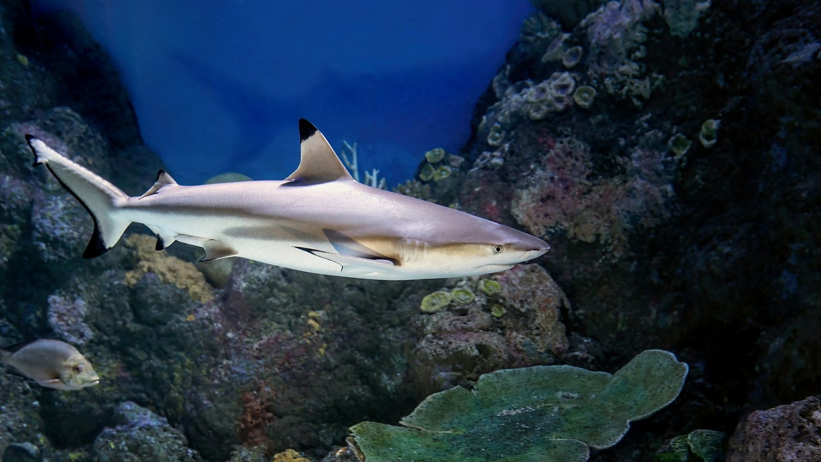 Juvenile blacktip reef shark swimming near coral reefs