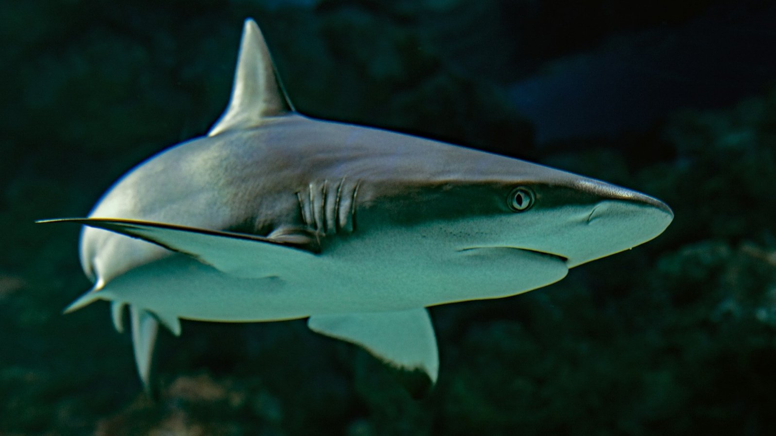 Grey reef shark (Carcharhinus amblyrhynchos) swimming peacefully in dark ocean water