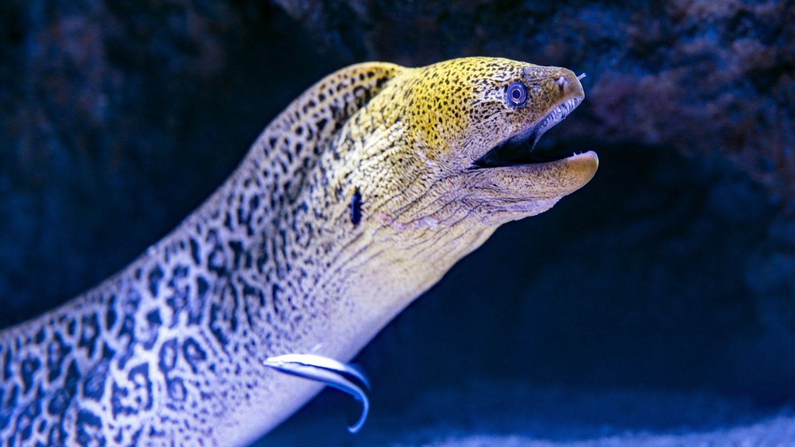 Strangest Things Ever Found at the Bottom of the Sea