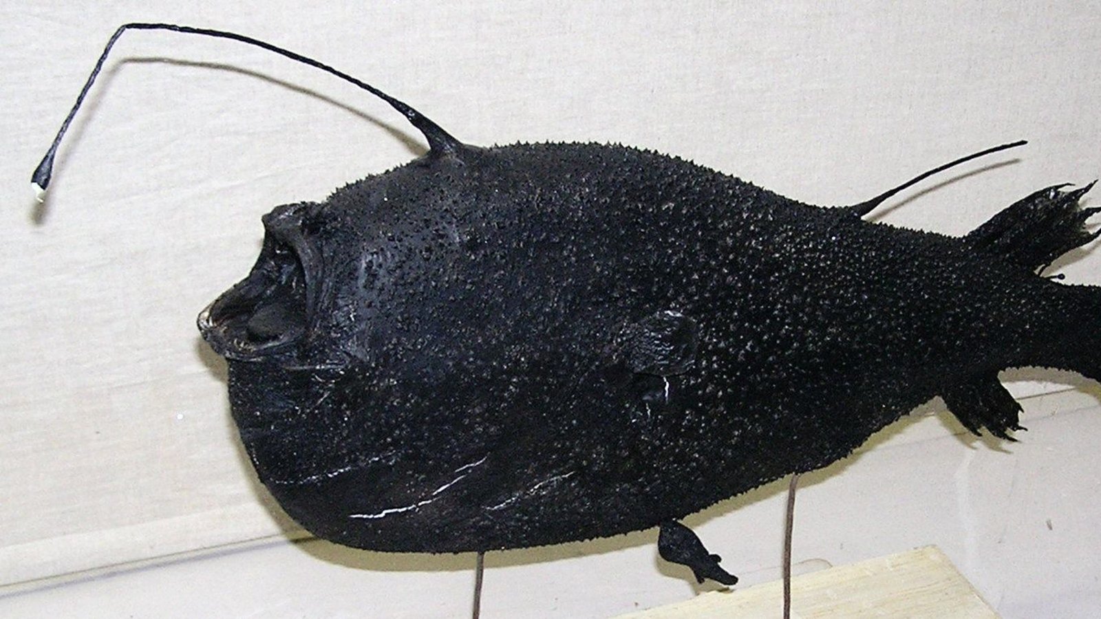 Close-up image of the specimen of deep-sea anglerfish (Ceratias holboelli)