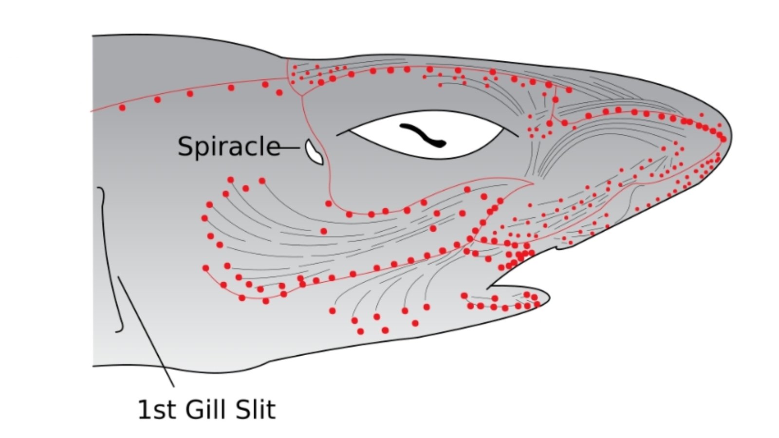 Schematic representation of electroreceptors in a shark's head