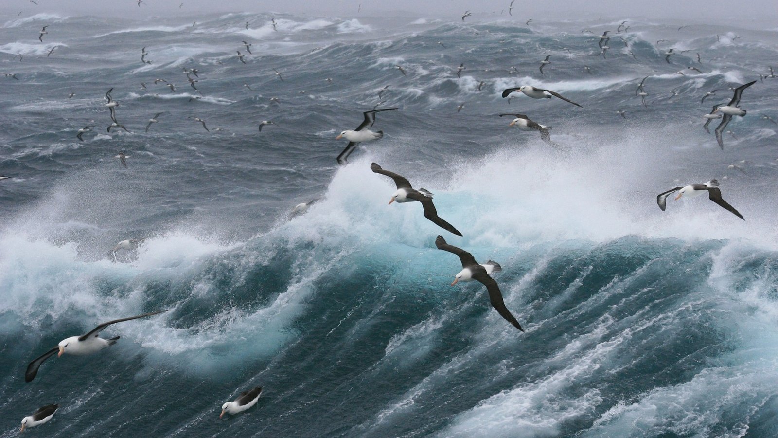 How Climate Change Affects Seabird Colonies