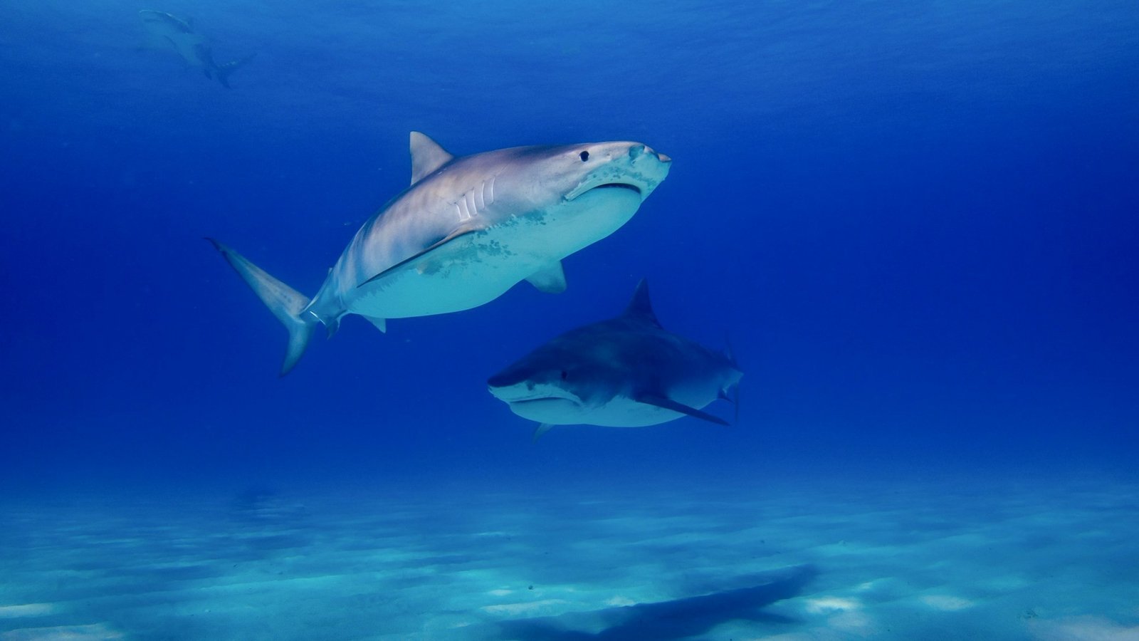 Two tiger sharks in clear blue water near sandy seabed