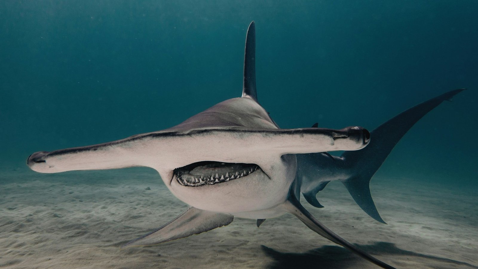 Close-up image of a great hammerhead shark (Sphyrna mokarran) with an open mouth near sandy seabed