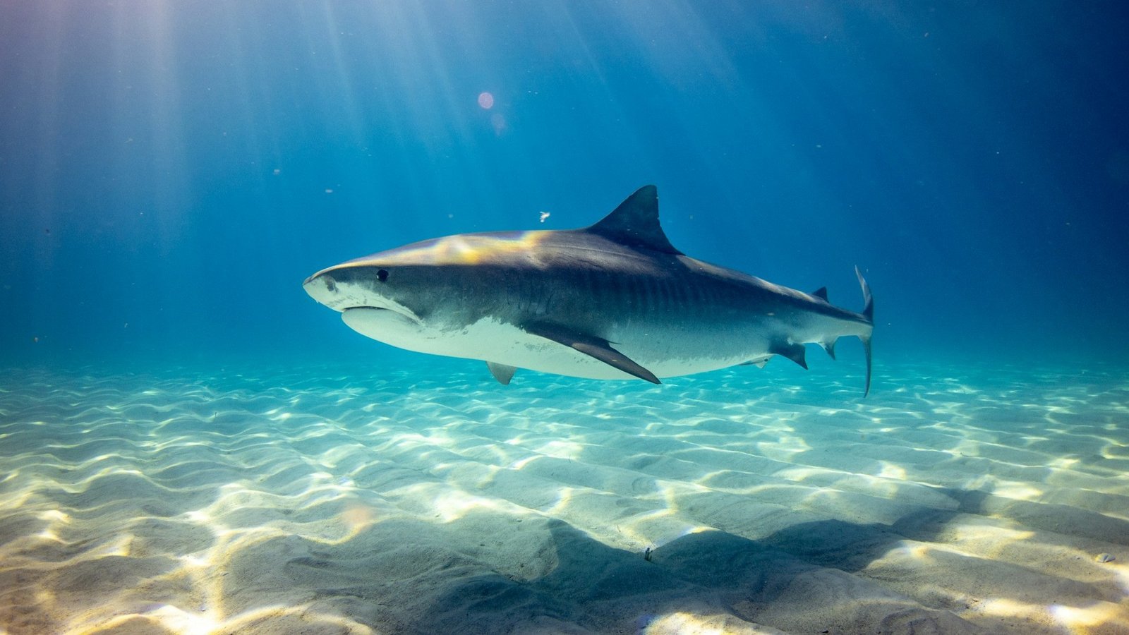 Tiger shark (Galeocerdo cuvier) swimming near sandy seabed in clear blue water on a sunny day