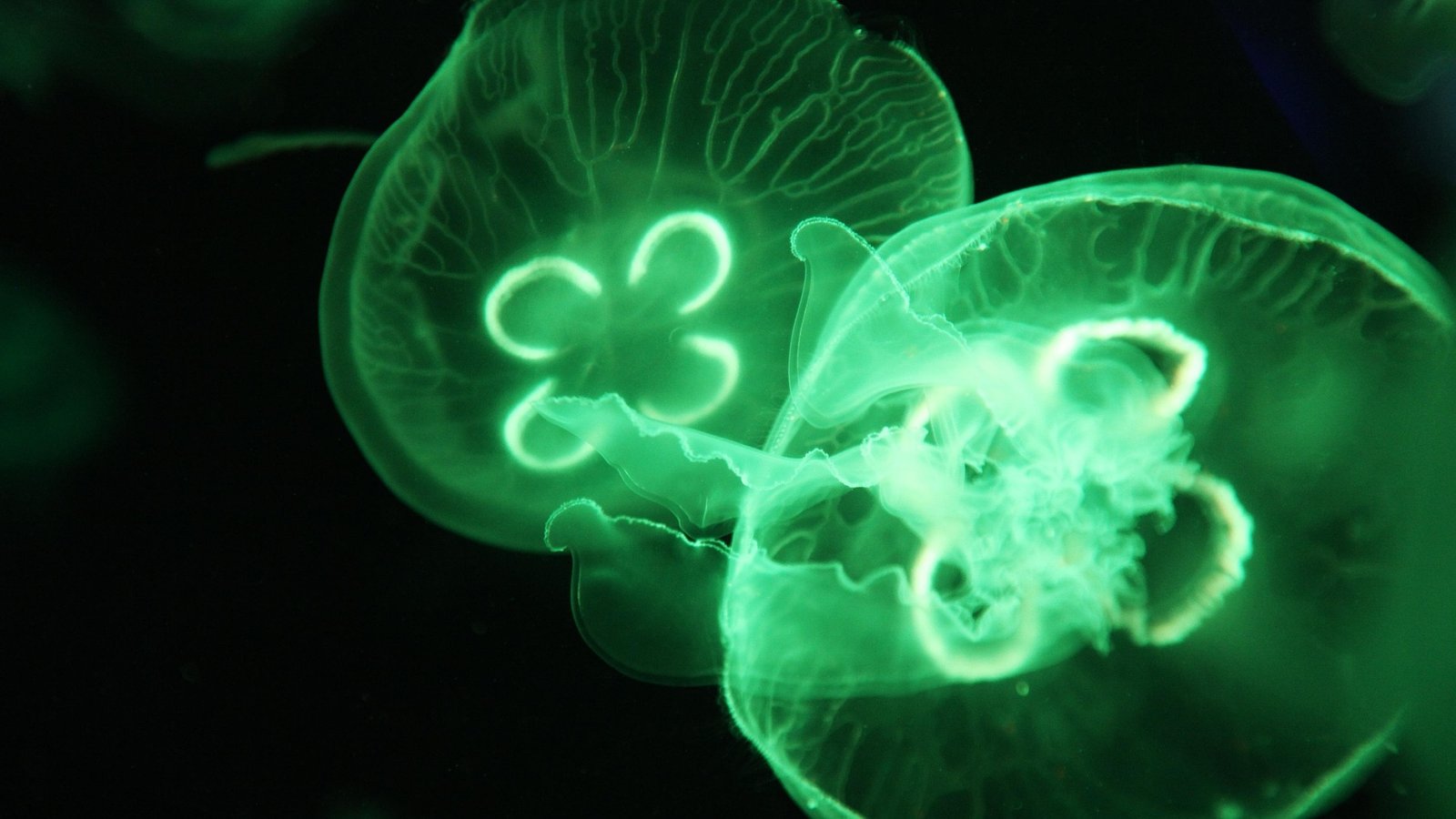 Jellyfish glowing green with dark background