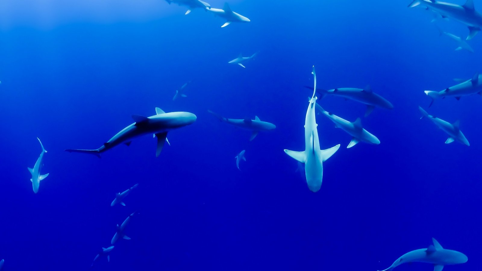 Juvenile sharks swimming in blue ocean water